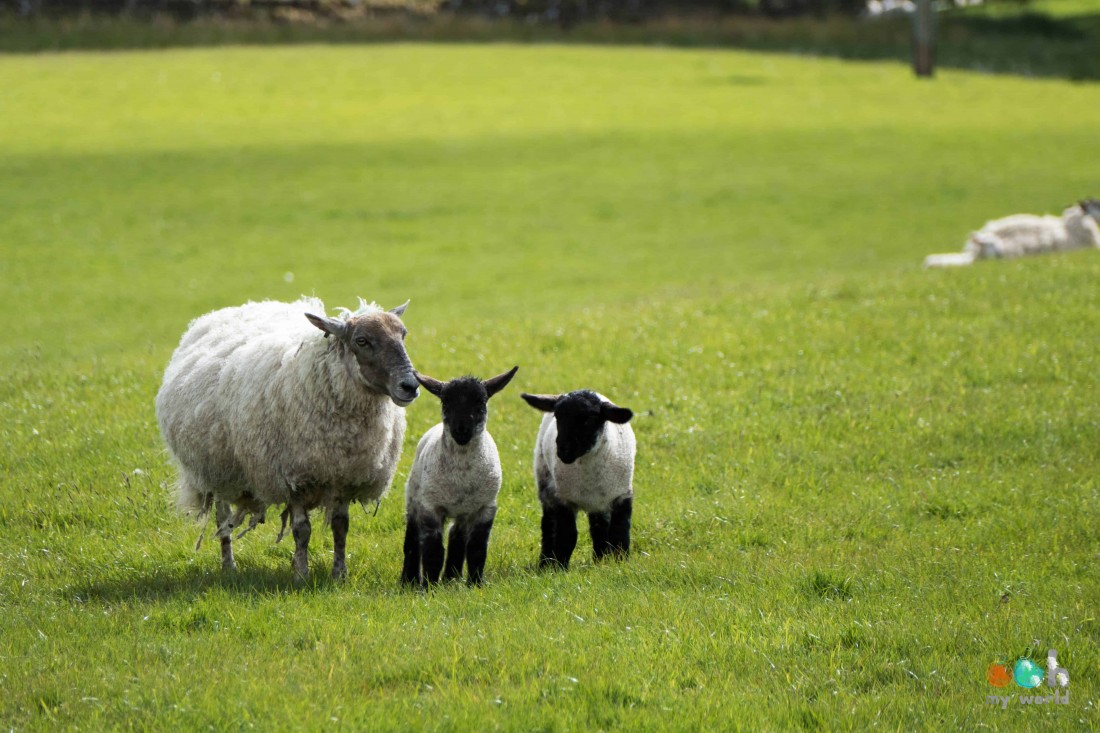 Moutons en Ecosse