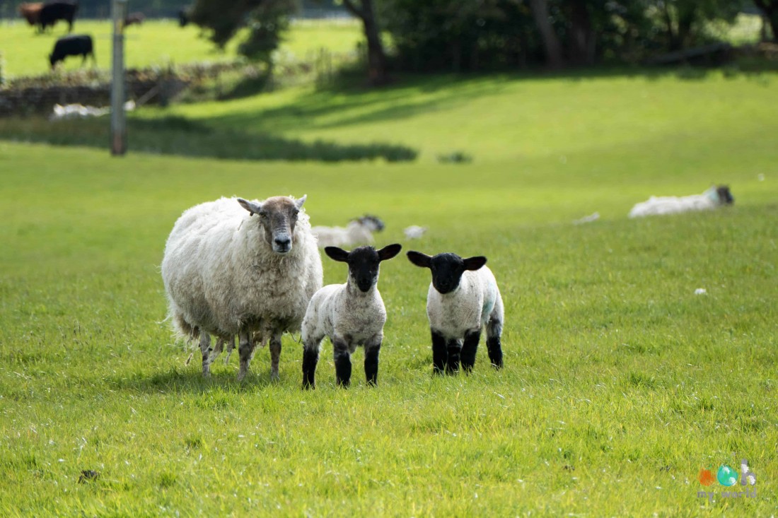 Moutons de Kilmartin